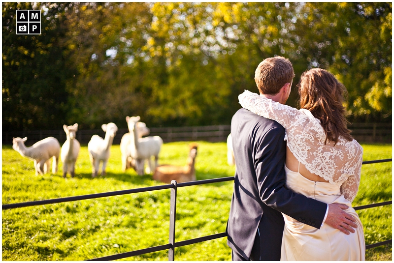 "Wedding-couple-with-alpacas-farm-wedding"