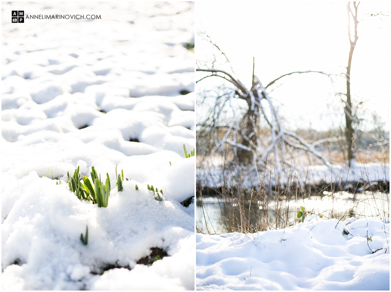 "daffodils-in-snow"