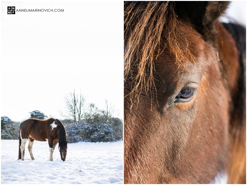 "horses-standing-in-the-snow"