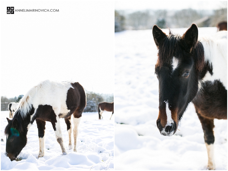 "horses-in-a-field-with-snow"