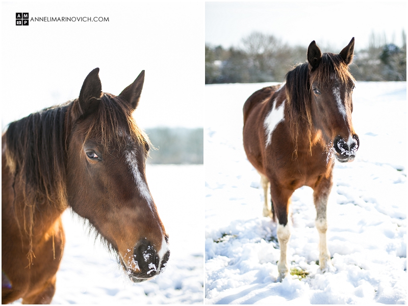 "brown-horse-standing-in-snow"