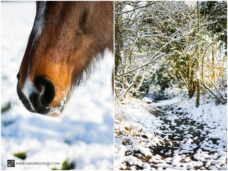 "horse-covered-in-snow"