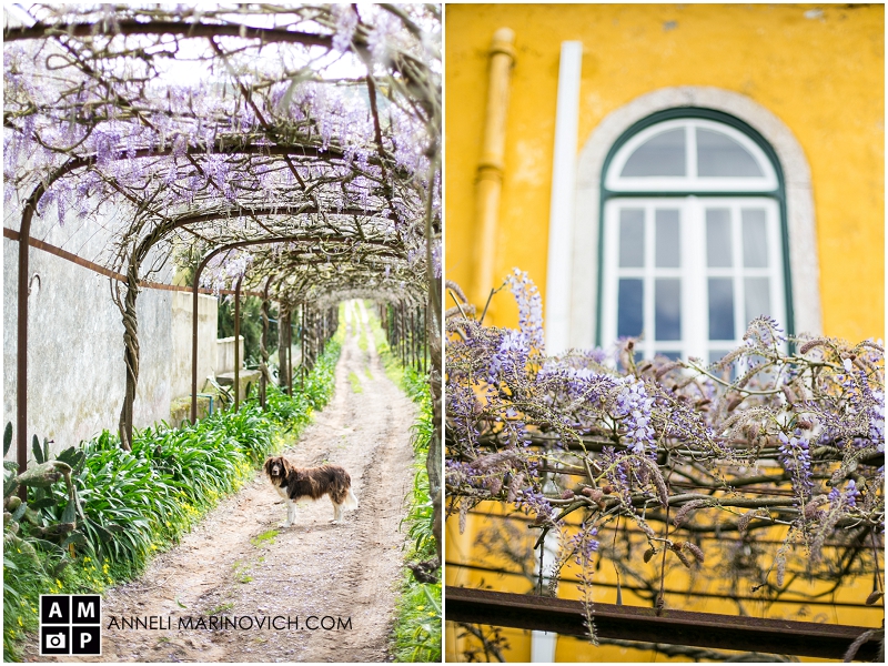 "wisteria-in-bloom-at-Quinta-de-sant-ana"