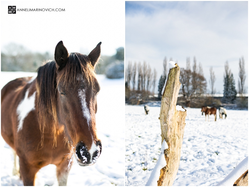 "Horses-in-snow-Leatherhead"