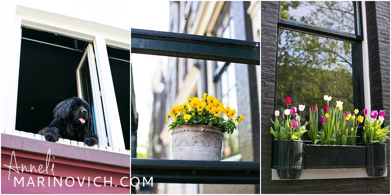 "tulips-in-Amsterdam-window-basket"