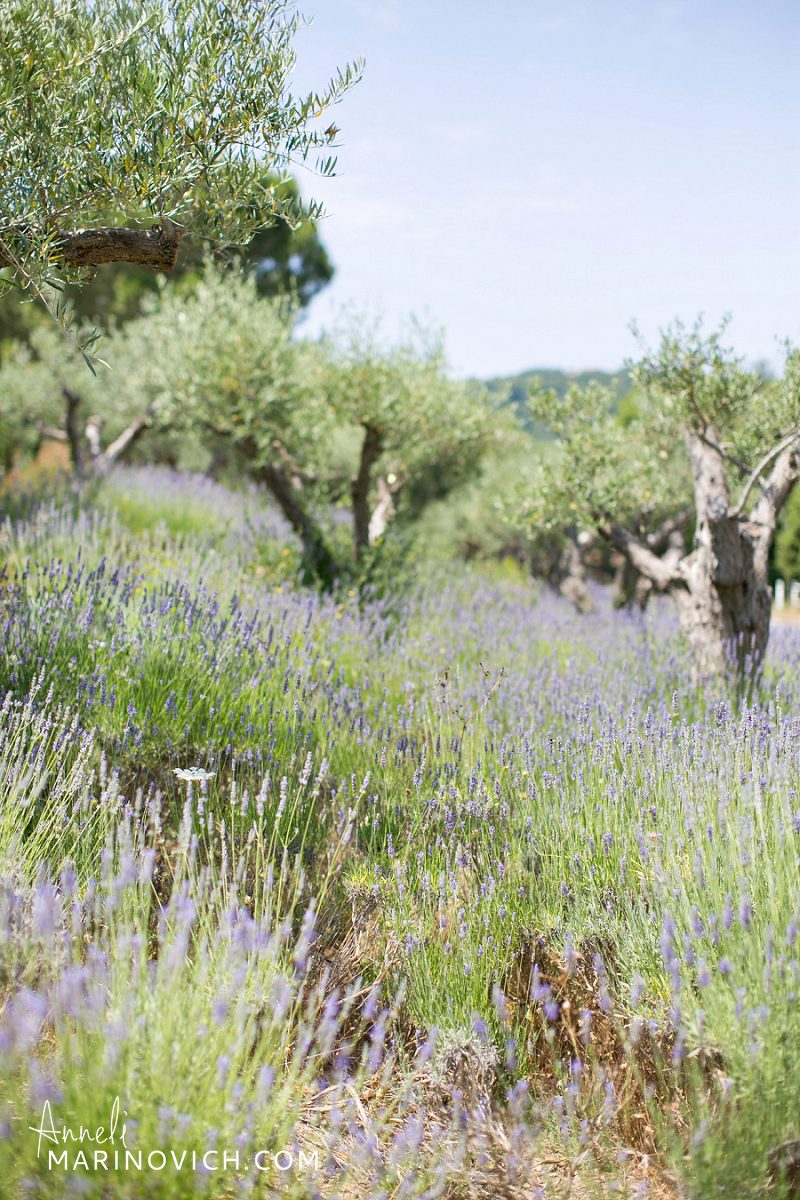"lavender-fields-in-Provence"